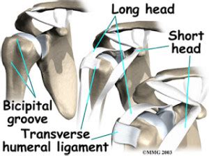 transverse humeral ligament tear test|positive yergason's test shoulder.